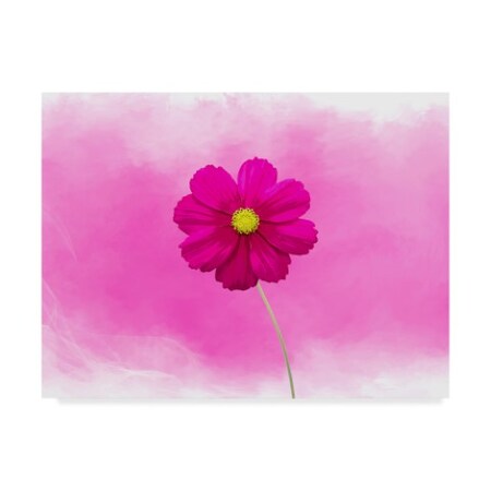 Ata Alishahi 'Pink Flower' Canvas Art,35x47